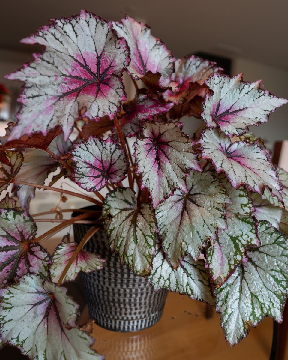 MN_BumperCrop's tweet photo. 💖🌿 Begonia Rex is perfect for Valentine’s décor! Indoors in winter: pot in Bumper Crop Potting Soil &amp; feed with All Purpose Food. 🌱 In warmer months: plant outside with Soil Builder &amp; All Purpose Food. ❤️

#BegoniaRex #ValentinesDayPlants #BumperCrop 💚 https://t.co/FXNOE49qW9