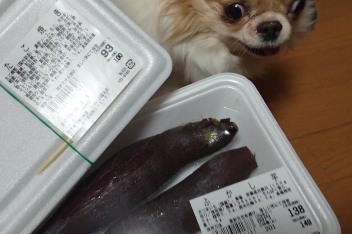 えちごやとちわわ tweet media