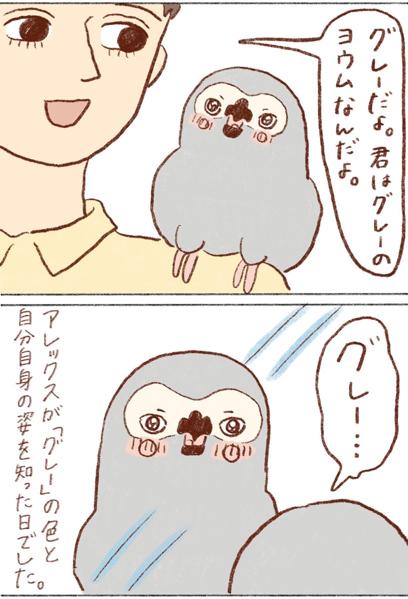 ヨウムのアレックス⑤

#ヨウム 