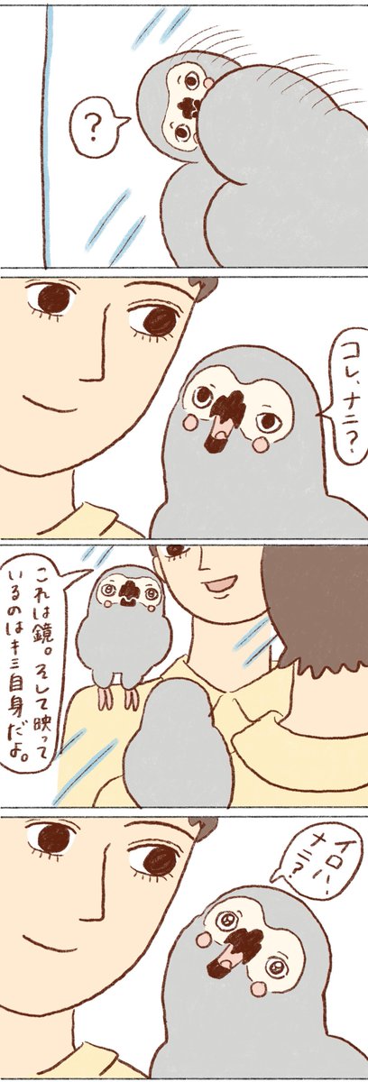ヨウムのアレックス⑤

#ヨウム 