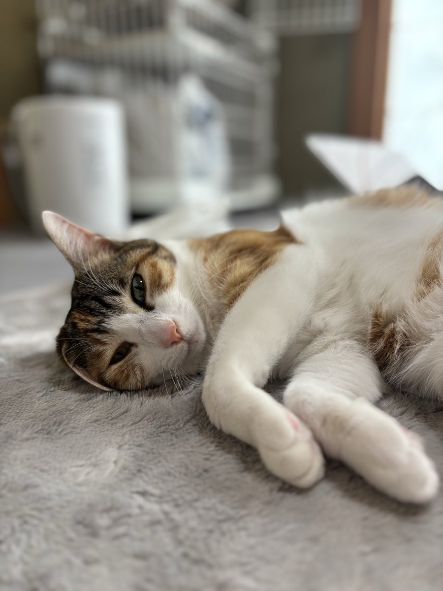 mimi__chan___'s tweet photo. お手手も耳ペタも可愛い^ ^

#猫 #猫好きさんと繋がりたい #保護猫
#猫のいる暮らし #猫のいる幸せ https://t.co/TQ4AITFJ2v