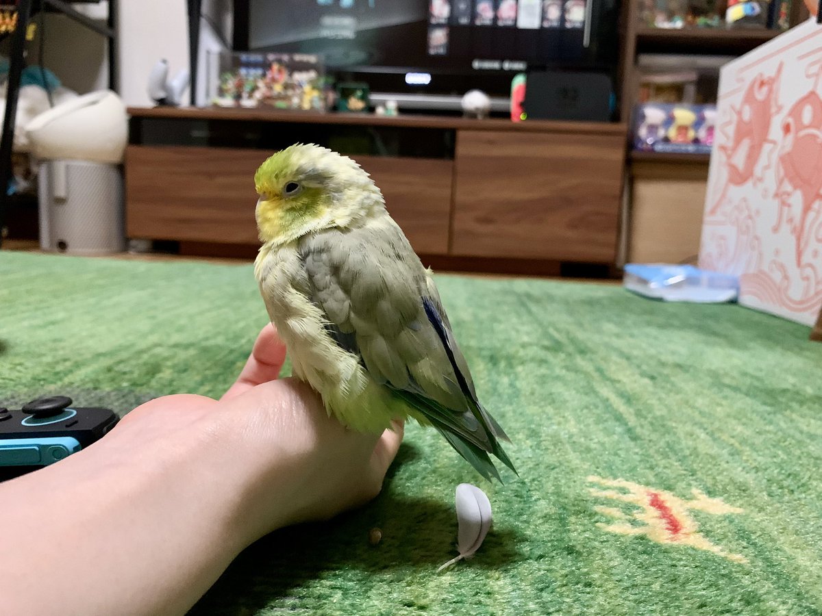 ♥koromo様♥ koromo (@opipi_omame) / Posts / X