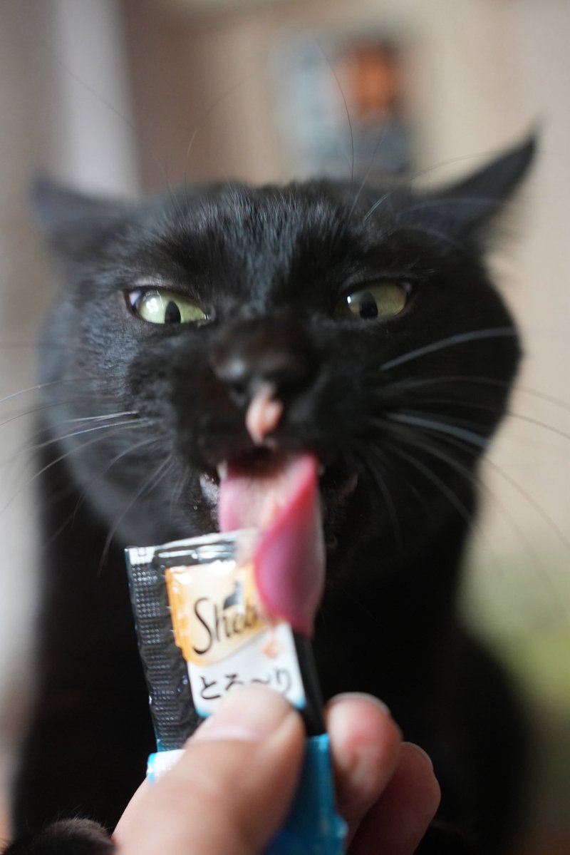 黒猫つくねちゃん太しっぽ (@oreo_blackcat) / Posts / X