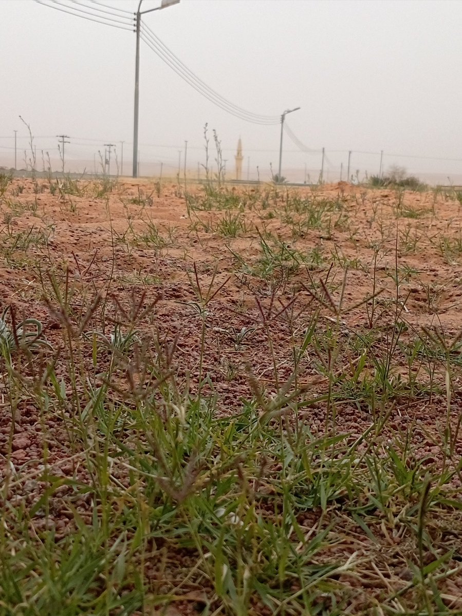 سلطانة الشمري tweet media