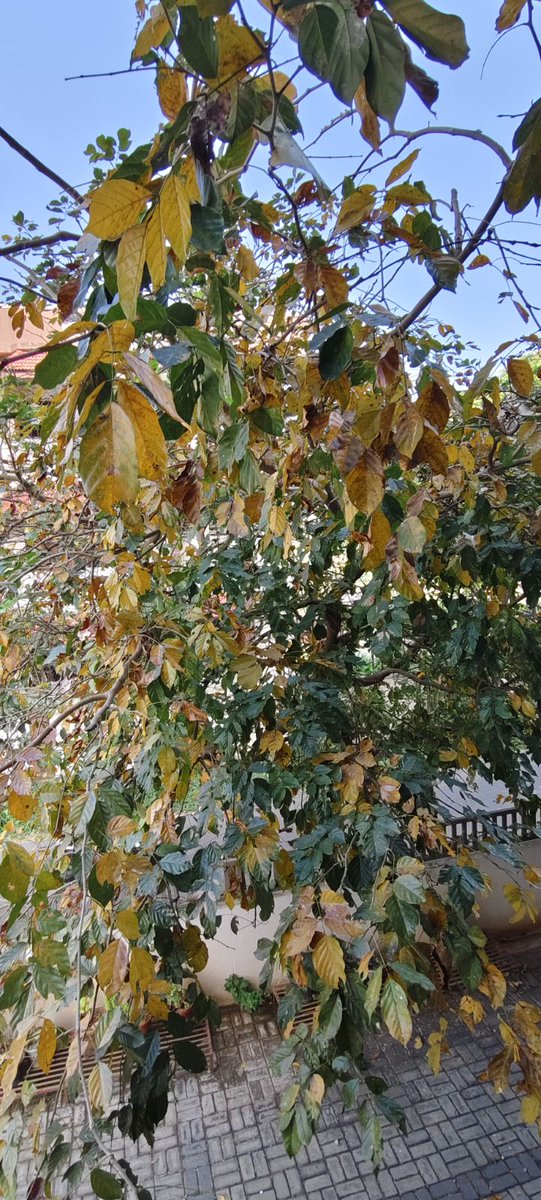 GoofyGiri's tweet image. First Fall Of THIS Year B4 Spring in March 🍂🍂🍂 
Today's Click...Tree Turning Yellow &amp;amp; Leaves Falling Off Within a Week .
#tree 
#fall