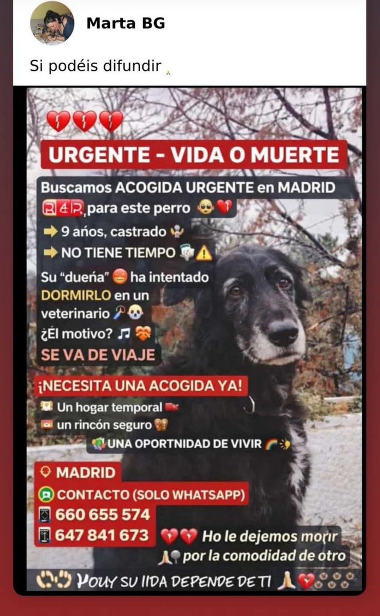 Necesita ACOGIDA o ADOPCIÓN 
Lo quiere eutanasiar porque se va de viaje y le molesta en sus planes 😡 DIFUSIÓN 📢 📢 #Madrid
Información y contactos ⬇️