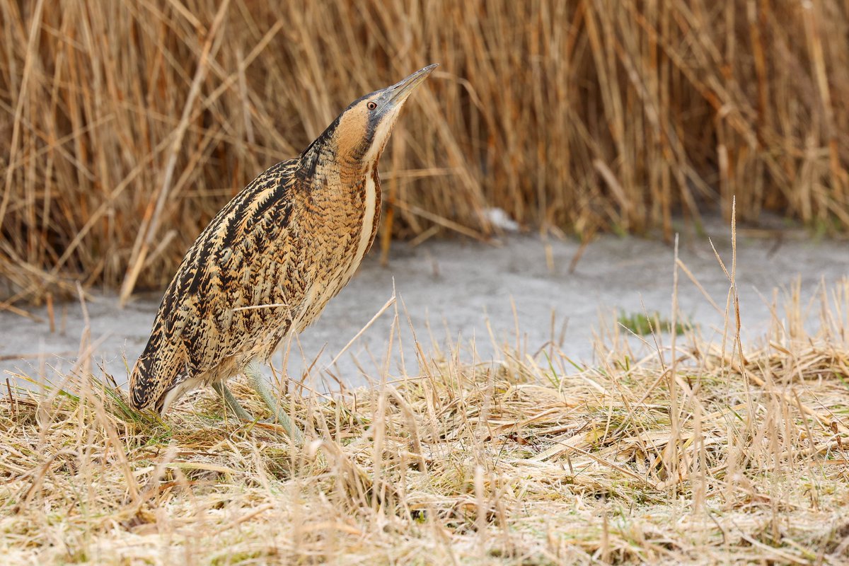 Burt Sytsma tweet media