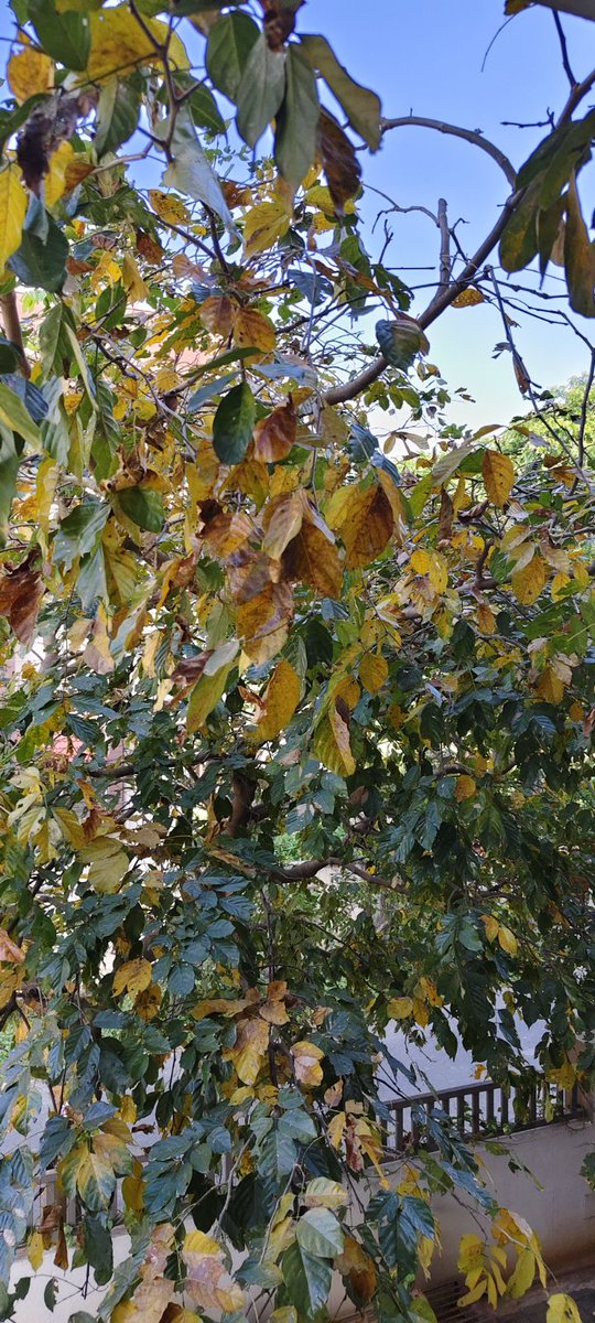GoofyGiri's tweet image. First Fall Of THIS Year B4 Spring in March 🍂🍂🍂 
Today's Click...Tree Turning Yellow &amp;amp; Leaves Falling Off Within a Week .
#tree 
#fall