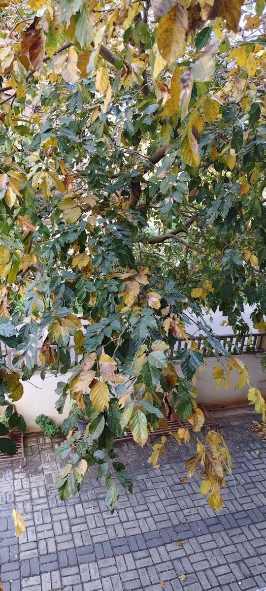 GoofyGiri's tweet image. First Fall Of THIS Year B4 Spring in March 🍂🍂🍂 
Today's Click...Tree Turning Yellow &amp;amp; Leaves Falling Off Within a Week .
#tree 
#fall