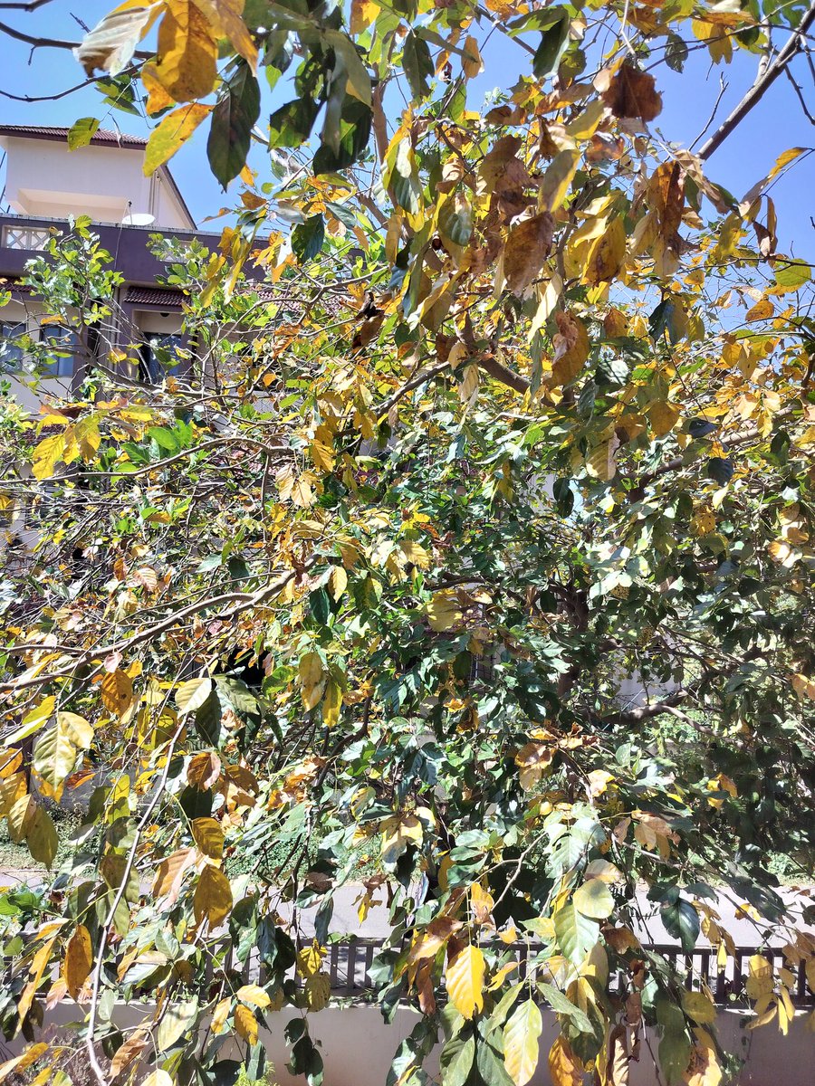 GoofyGiri's tweet image. First Fall Of THIS Year B4 Spring in March 🍂🍂🍂 
Today's Click...Tree Turning Yellow &amp;amp; Leaves Falling Off Within a Week .
#tree 
#fall