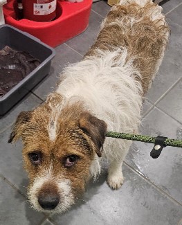 Please retweet most council stray dog pounds in the UK will not allow the public to adopt. They will say they do not have the resources to assess all dogs and potential homes. They will keep a dog for 7 days, if there are no local rescue shelters with space, the dog, regardless