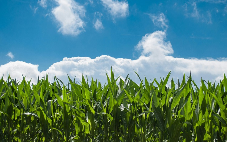 legalnewsfrance's tweet image. CJUE : quelle souveraineté des Etats membres face à la culture des OGM ?
#CJUE #OGM #Autorisation #restriction #MON810
legalnews.fr/public/environ…