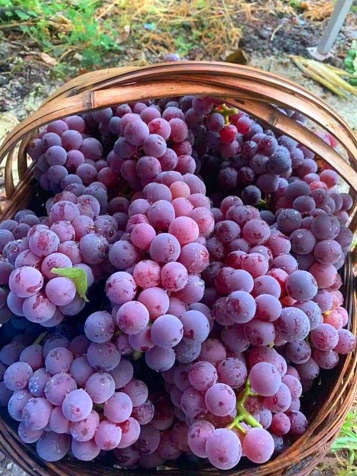 onmyway1133's tweet photo. Do you know the fruit name? https://t.co/1YZqwokZ5b