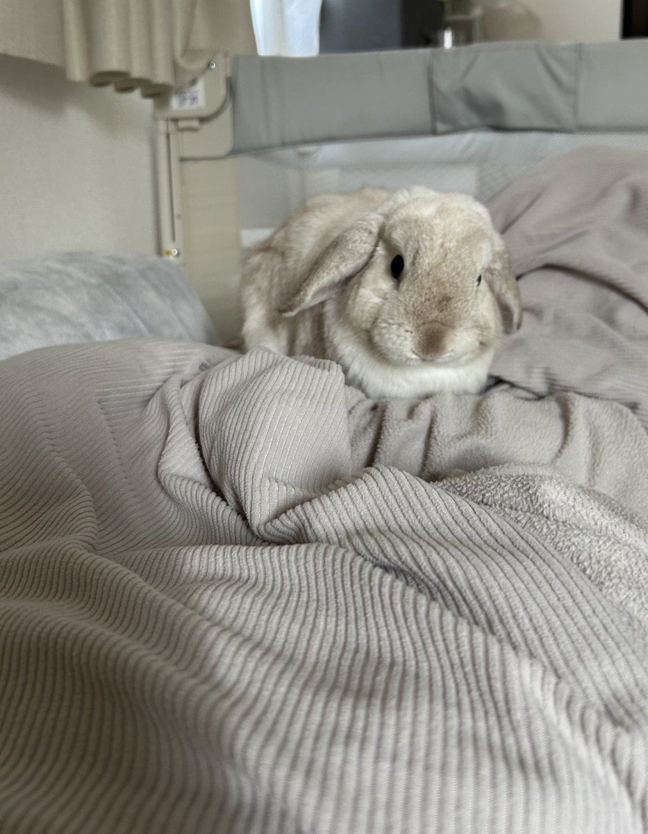 まふぃん君૮ ˙ ˟ ˙ ა (@LopMuffin) / Posts / X