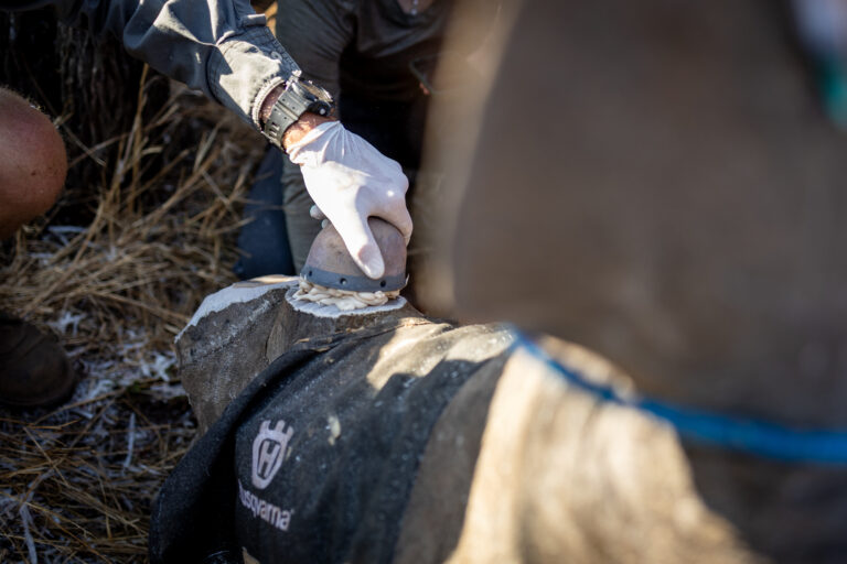 WildlifeACT Innovations tweet media