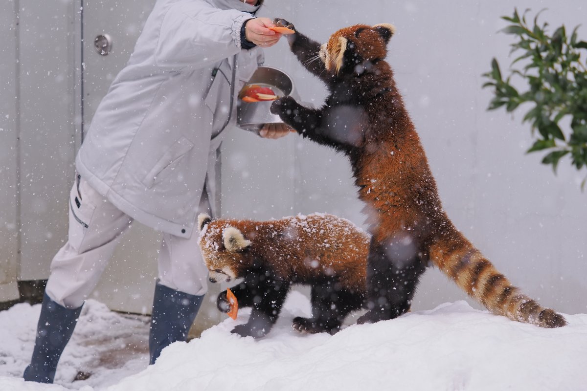 2026年2月
鯖江市西山動物園
レッサーパンダ
たいよう
ティアラ