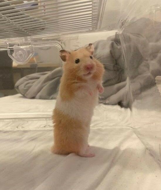 우리집 햄찌 좀 보세요!!!!!!!!!!!!!