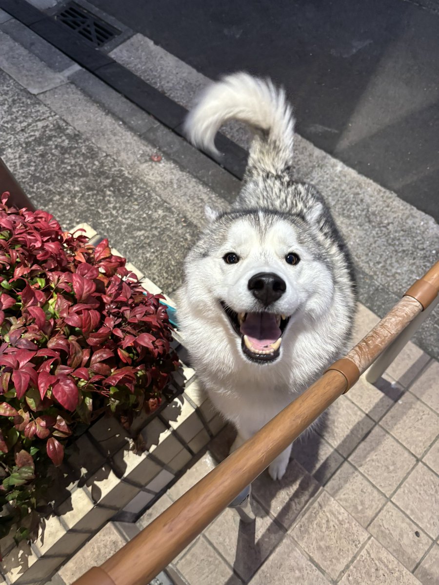 ガブちゃん (@rn2312412) on X