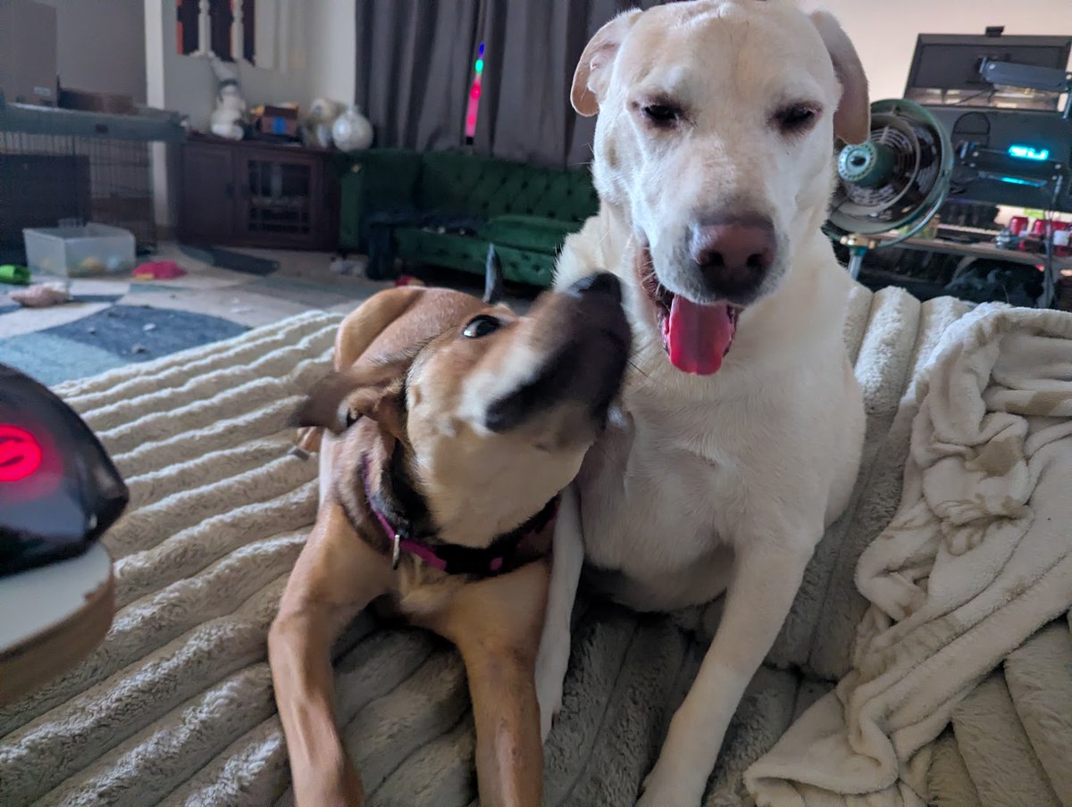 DogsRAngels1's tweet photo. It is T Minus 3 days until this Knuckleheads 1st Birthday. Mom has added 100 more balls to this pit for the big day! #dogsofX #countdowncontinues https://t.co/Jzhm0nGhE6