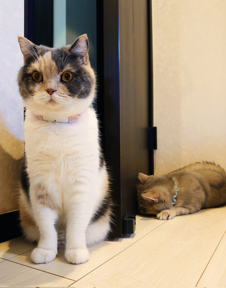 pokomanjyu's tweet photo. なんか可愛い写真撮れた🐈🐈 https://t.co/1GChrDJpEb