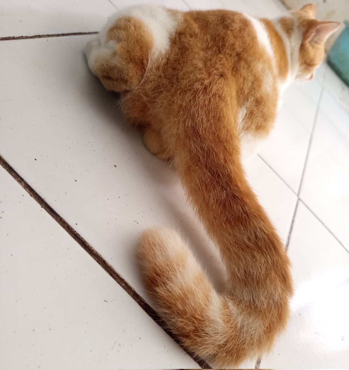 what #animal is this ?