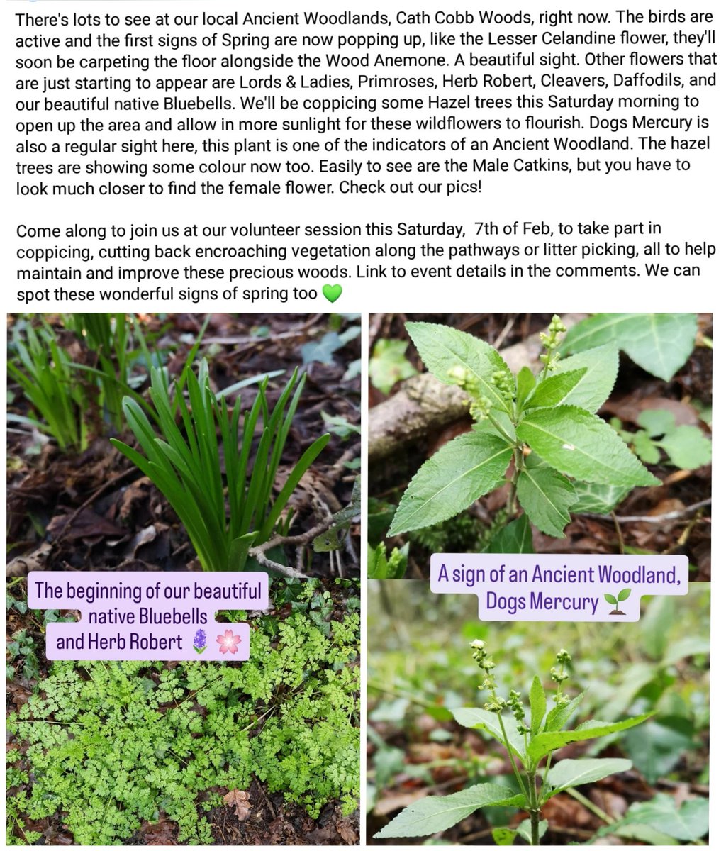 Conservation Volunteers St Mellons & Trowbridge tweet media