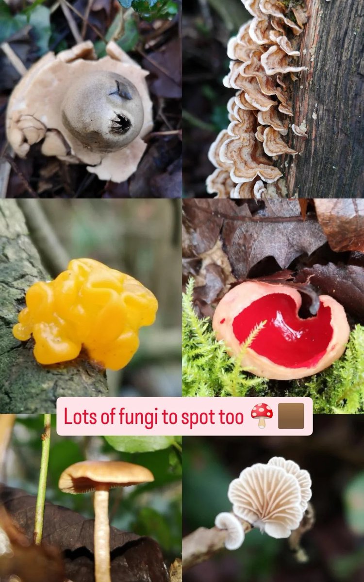 Conservation Volunteers St Mellons & Trowbridge tweet media