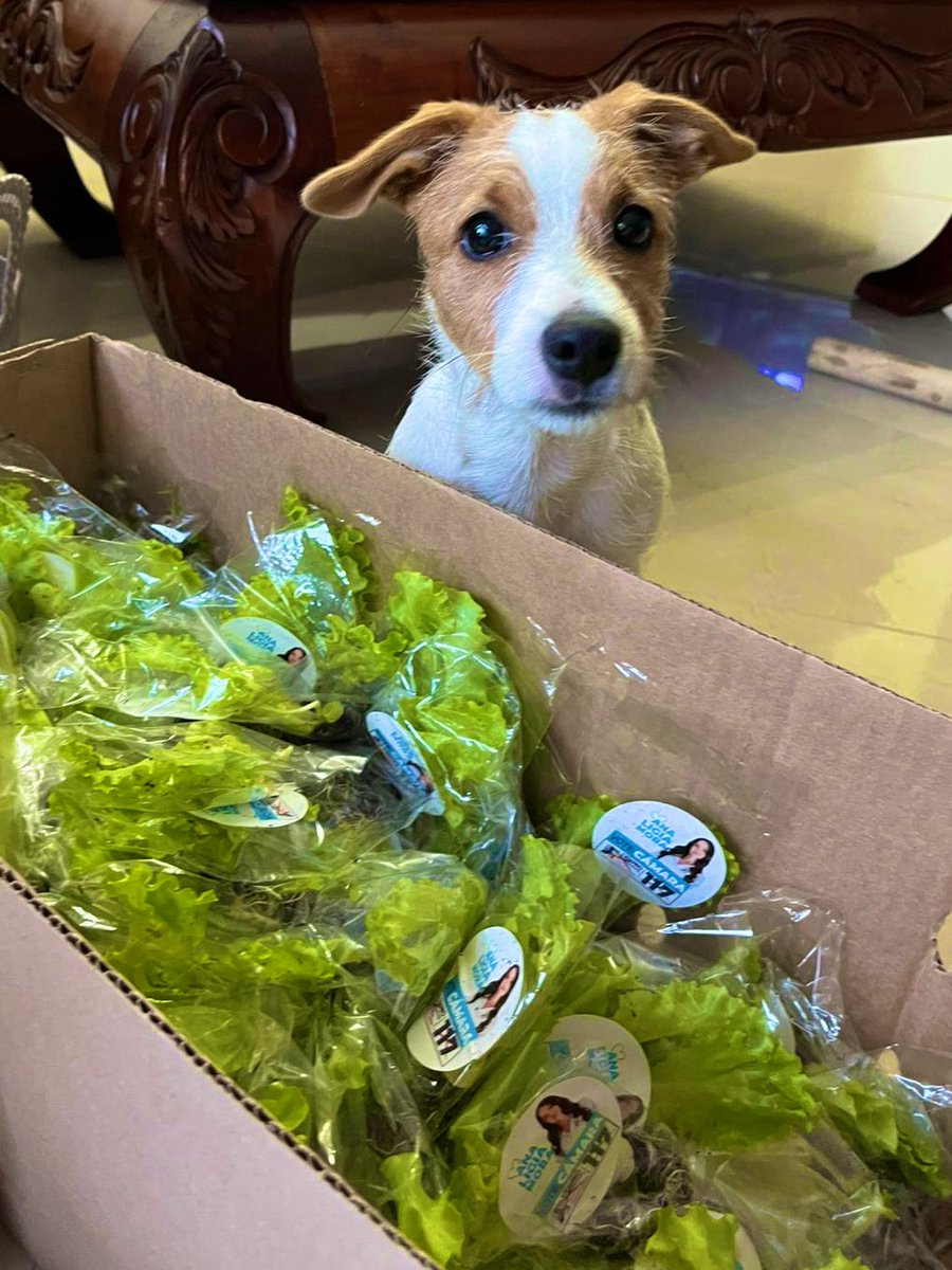 amoramartinez1's tweet photo. Nuestro equipo también tiene patitas🐾.
Entre lechugas🥬 y sonrisas, seguimos sembrando esperanza para Antioquia.
Este 8 de marzo vamos por un país que vuelva a crecer con orden, trabajo y amor por la naturaleza 🌱.
🗳️#CD117 https://t.co/vBWjdkEAvq