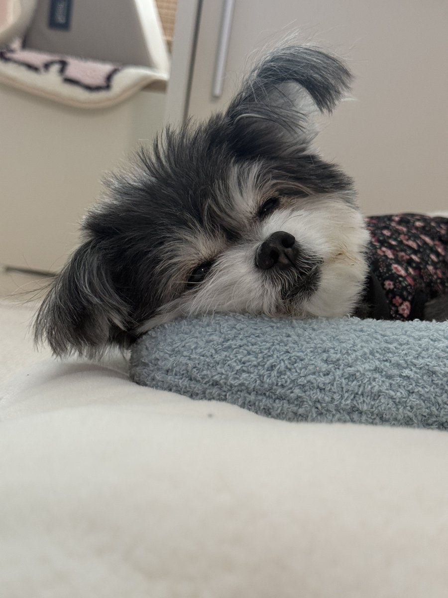 DDub_ddu's tweet photo. 경추 보호대차면 편하게 눕는게 불편해서 잘 썼던 미니 반달베개... 아직도 깜지 냄새 나 https://t.co/SZukTbfP1e