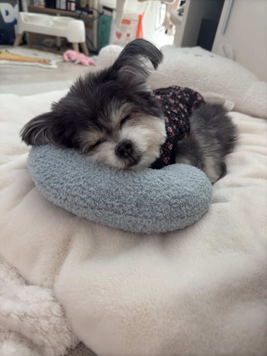 DDub_ddu's tweet photo. 경추 보호대차면 편하게 눕는게 불편해서 잘 썼던 미니 반달베개... 아직도 깜지 냄새 나 https://t.co/SZukTbfP1e