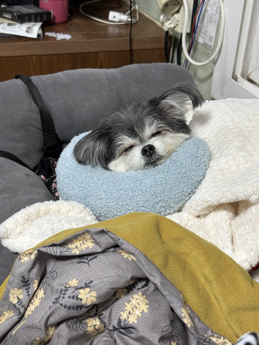 DDub_ddu's tweet photo. 경추 보호대차면 편하게 눕는게 불편해서 잘 썼던 미니 반달베개... 아직도 깜지 냄새 나 https://t.co/SZukTbfP1e