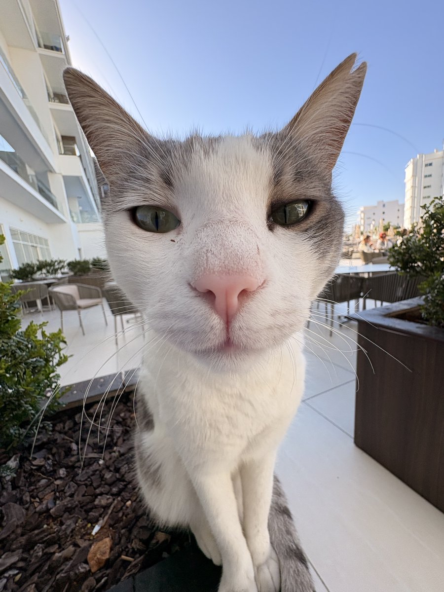 Bálint Szabadi tweet media