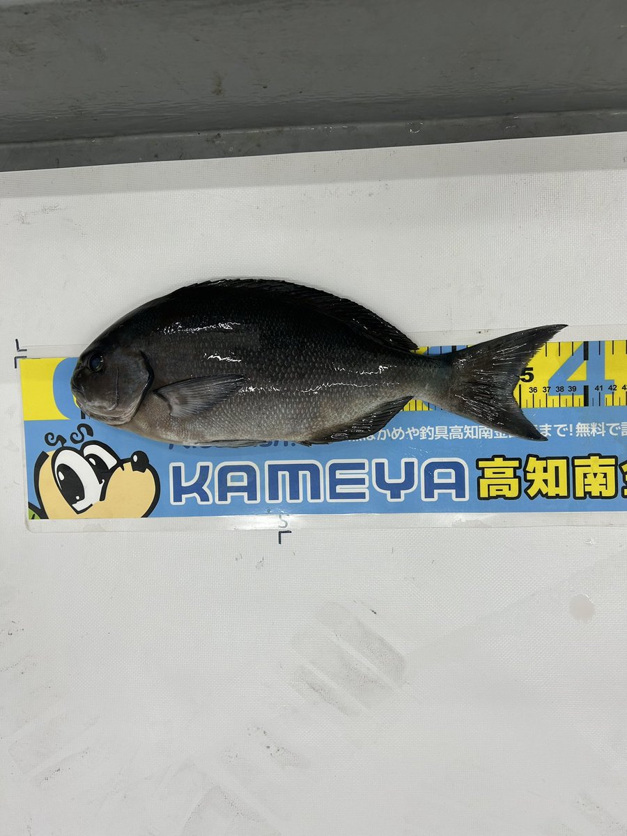 nomac63's tweet photo. 後片付けが地獄すぎる。
#フカセ釣り
#伊佐 https://t.co/6dT8rFVezv