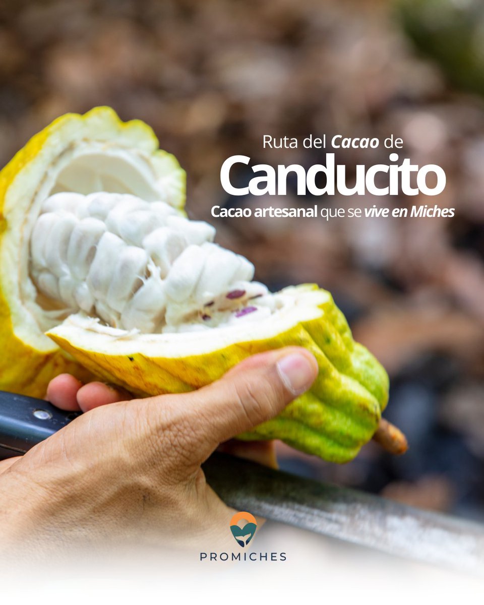 La Ruta del Cacao de Canducito muestra el valor del cacao artesanal en Miches.
Visitar el destino nos permite conocer técnicas de producción sostenibles, apoyar a las comunidades locales y conectar con el origen del cacao.