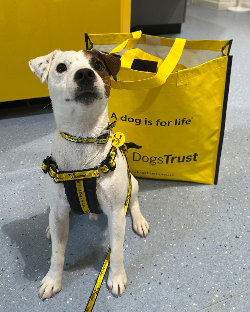 DT_Newbury's tweet photo. Just look at Stanley’s face—nothing says “new beginnings” like that yellow going‑home bag! 😁💛

#YellowBagDay #AdoptionDay #Adopted #RescueDog #JackRussellTerrier https://t.co/9zBnR5c4G2
