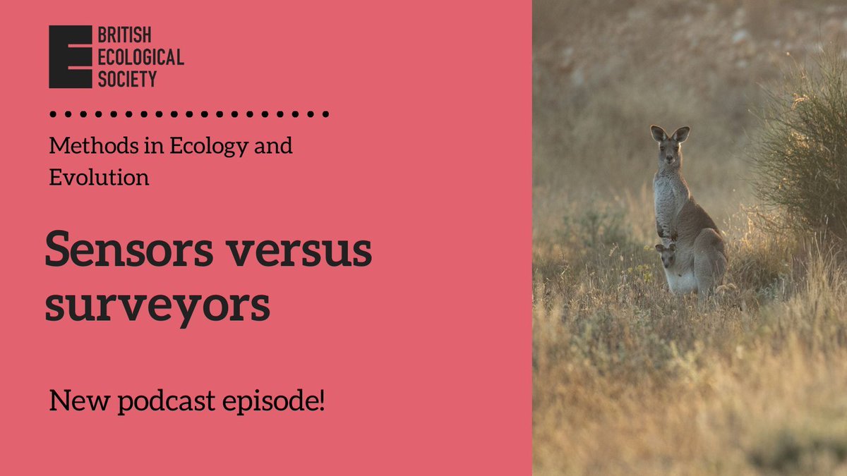 MethodsEcolEvol's tweet photo. New podcast episode! 🚨 

In this podcast, Sebastian Hoefer talks us about his paper ‘Sensors versus surveyors: Comparing passive acoustic monitoring, camera trapping and observer-based monitoring for terrestrial mammals’. 

Listen here👂️  https://t.co/6Z6frcRsx5 https://t.co/PlLATBwY2i