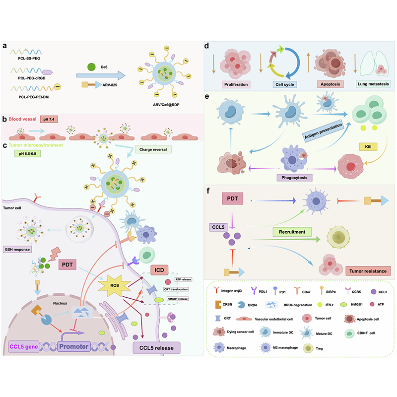 sigtrans_sttt's tweet photo. A #PhotodynamicTherapy (PDT) platform inhibiting CCL5 shows efficient drug accumulation &amp; disruption of the #Immunosuppressive #TumorMicroenvironment enhancing the therapeutic efficacy against #BreastCancer &amp; #Melanoma.

#STTT #OpenAccess: https://t.co/DaiTwiOVW8 https://t.co/hZTscnnBf6