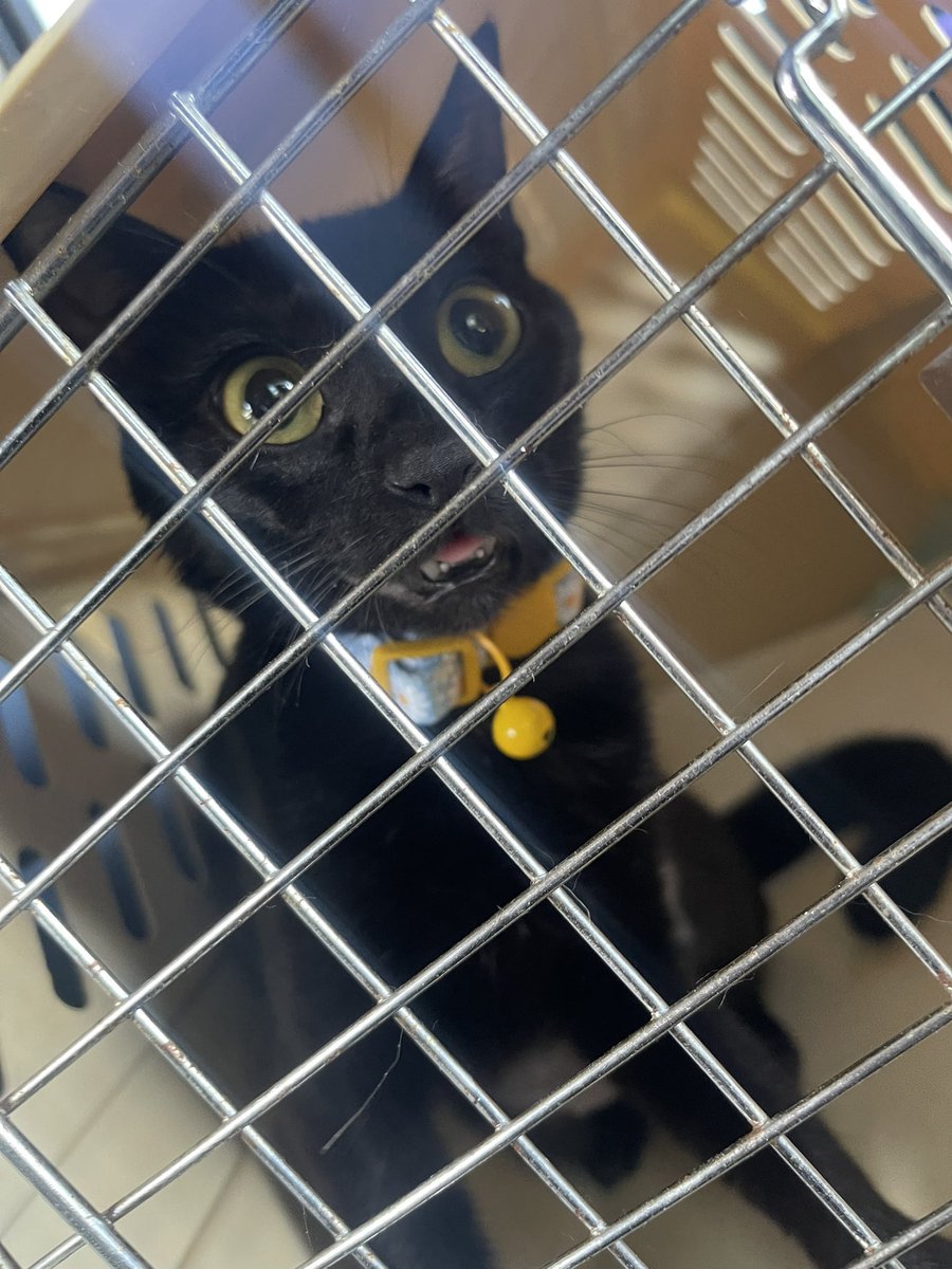 traverthegoat tweet media