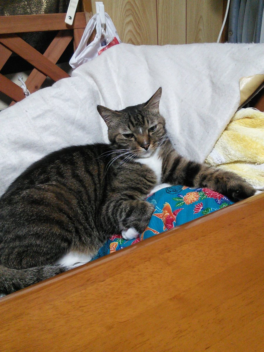 虹にお渡りしたサバーさま
その紅型プリント柄のクッションは今は母さんのベッドで使用中。大きさがいいみたい