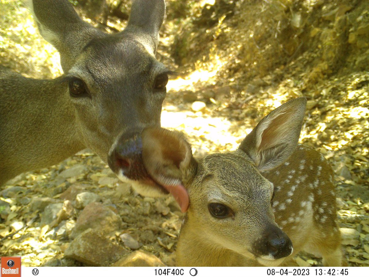Trail_Cams's tweet photo. https://t.co/8RPqSg4miL