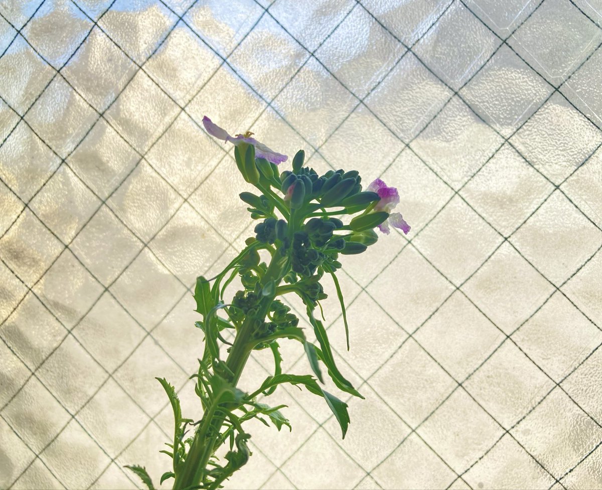 戴きものの立派な三浦大根、美味しく食し、その頭を水に浸けおいてみたら葉が南国の植物みたいになってきて、ついには花を咲かせました。