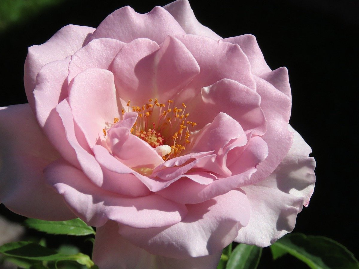 ktanimara's tweet photo. #FlowersOnFriday #AustralianSummer #GardenRoses #FlowerPhotography
Photo by borisaust at Pixabay, Australia, February 4, 2026
#GardeningTwitter #GardeningX https://t.co/B0SyTGuIfN