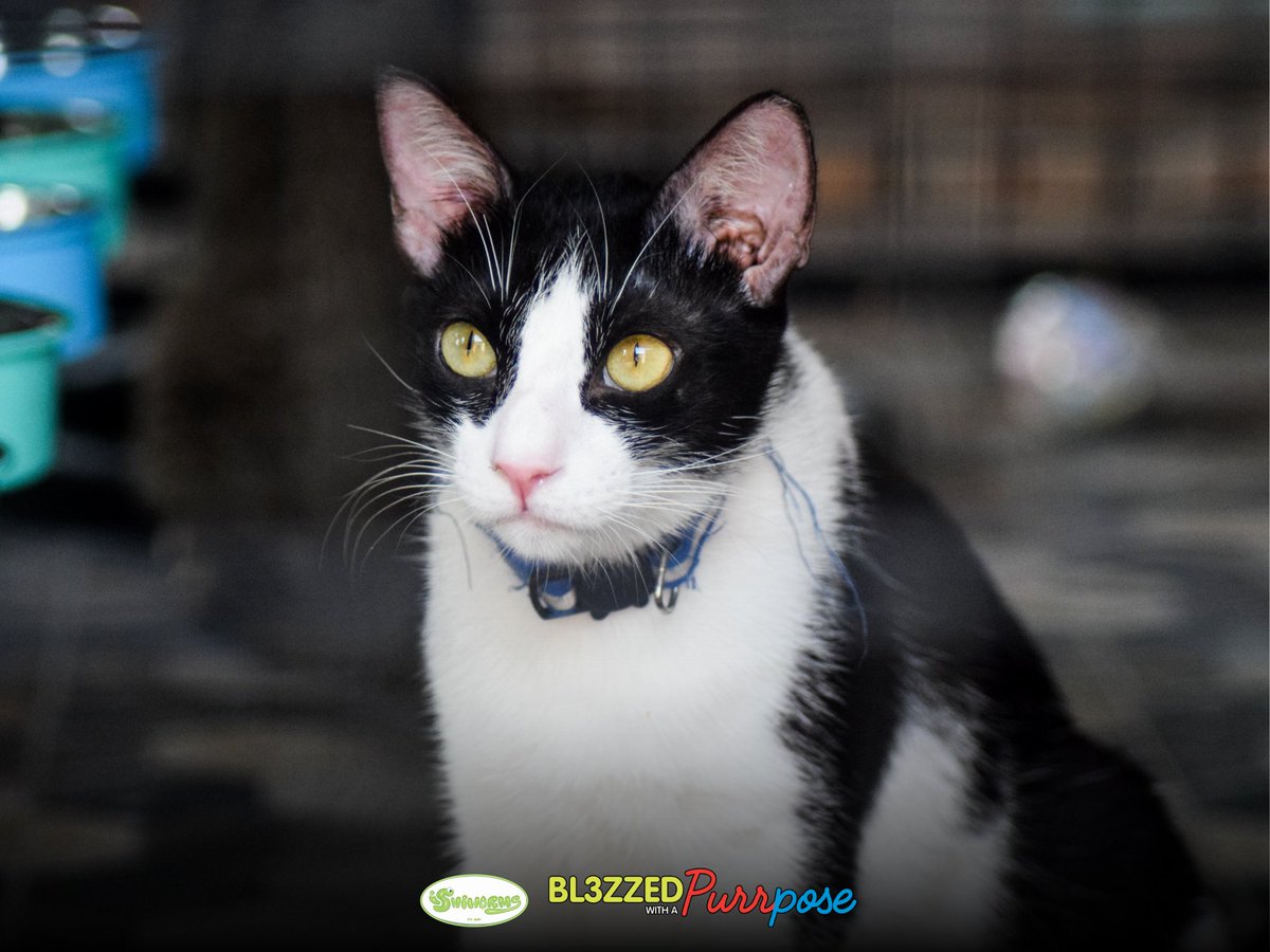 ishiwormsofc's tweet photo. February 1 was a purrfect day as we spent time with the rescues at Pawsitive Guardians. 🐈‍⬛ Here are some highlights we would love to share with you! 💚🐱

Visit the full album here:
🔗 https://t.co/fFbJZUDAKr

#BL3ZZEDWithAPurrpose 
#WRIVE_Ishiro #WRIVE https://t.co/21TXdls3e0
