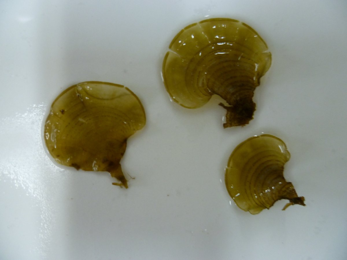 藻類よもやま話【第11回】 奇数回は、藻類トリビアです。 大型海藻は