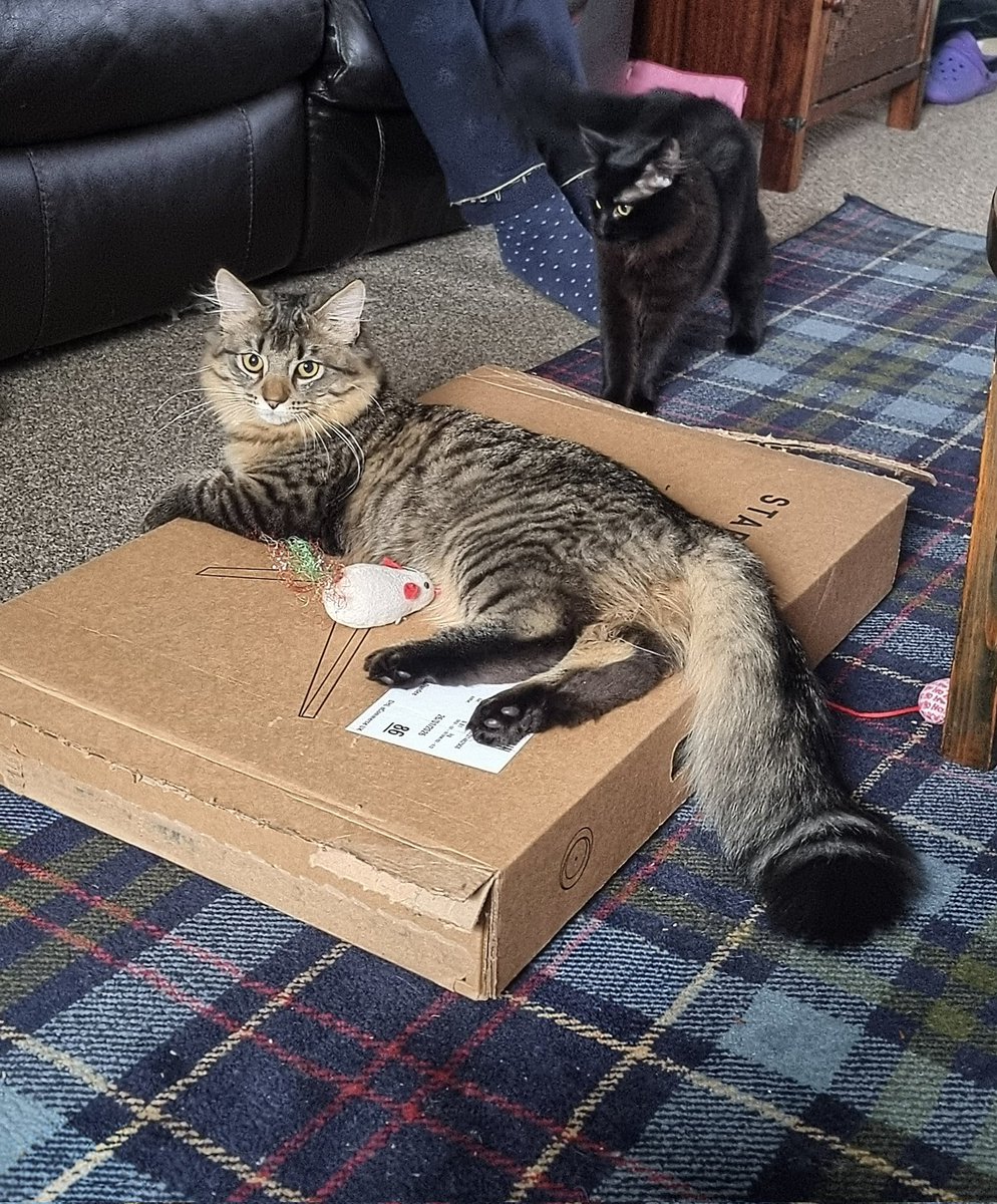 hughjarsol's tweet photo. @PrimordialRadio #freespinfriday Good afternoon Shug π« Could I have Primus and Tommy The Cat please? Here's Jim and Rosie the 6 month old kittens for attention π»π» Have great weekend π» https://t.co/LPA5kFpW39