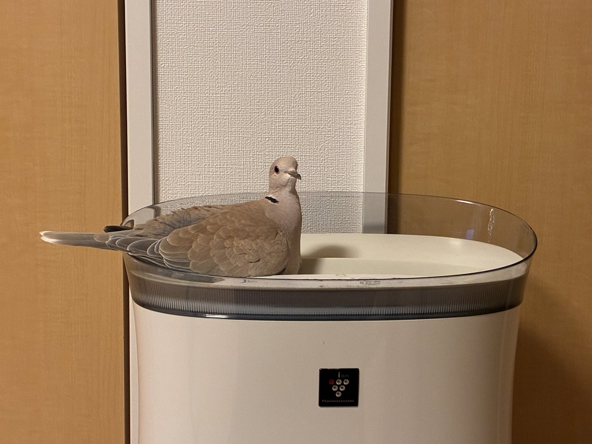 今日も空気清浄機が好き