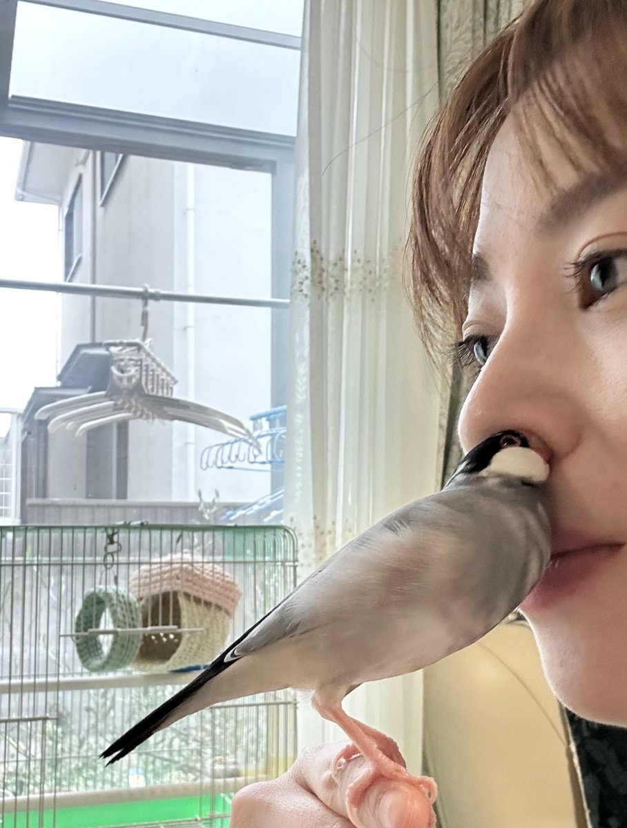 あの…あんまり見せられたもんじゃないかもしれないんですが…
福ちゃんの見事すぎる鼻ズボ…😂😂
#文鳥