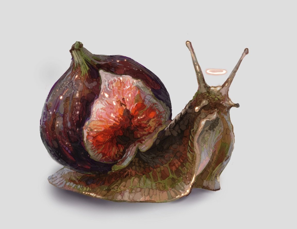 Fig shell