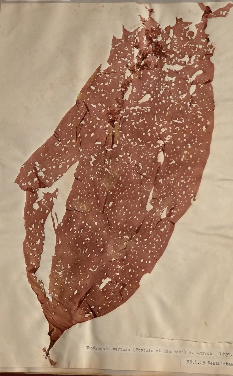 藻類よもやま話【第11回】 奇数回は、藻類トリビアです。 大型海藻は