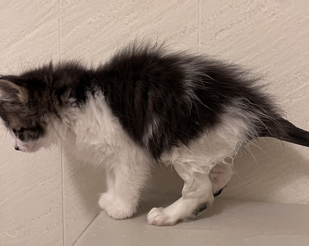 こっとん。 (@cotton100_me) / Posts / X